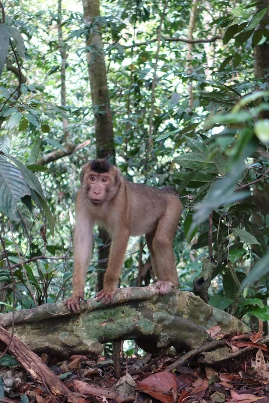 Magpie Homestay & Jungle Trekking Only For Guest Trekking With Us Bukit Lawang Zimmer foto