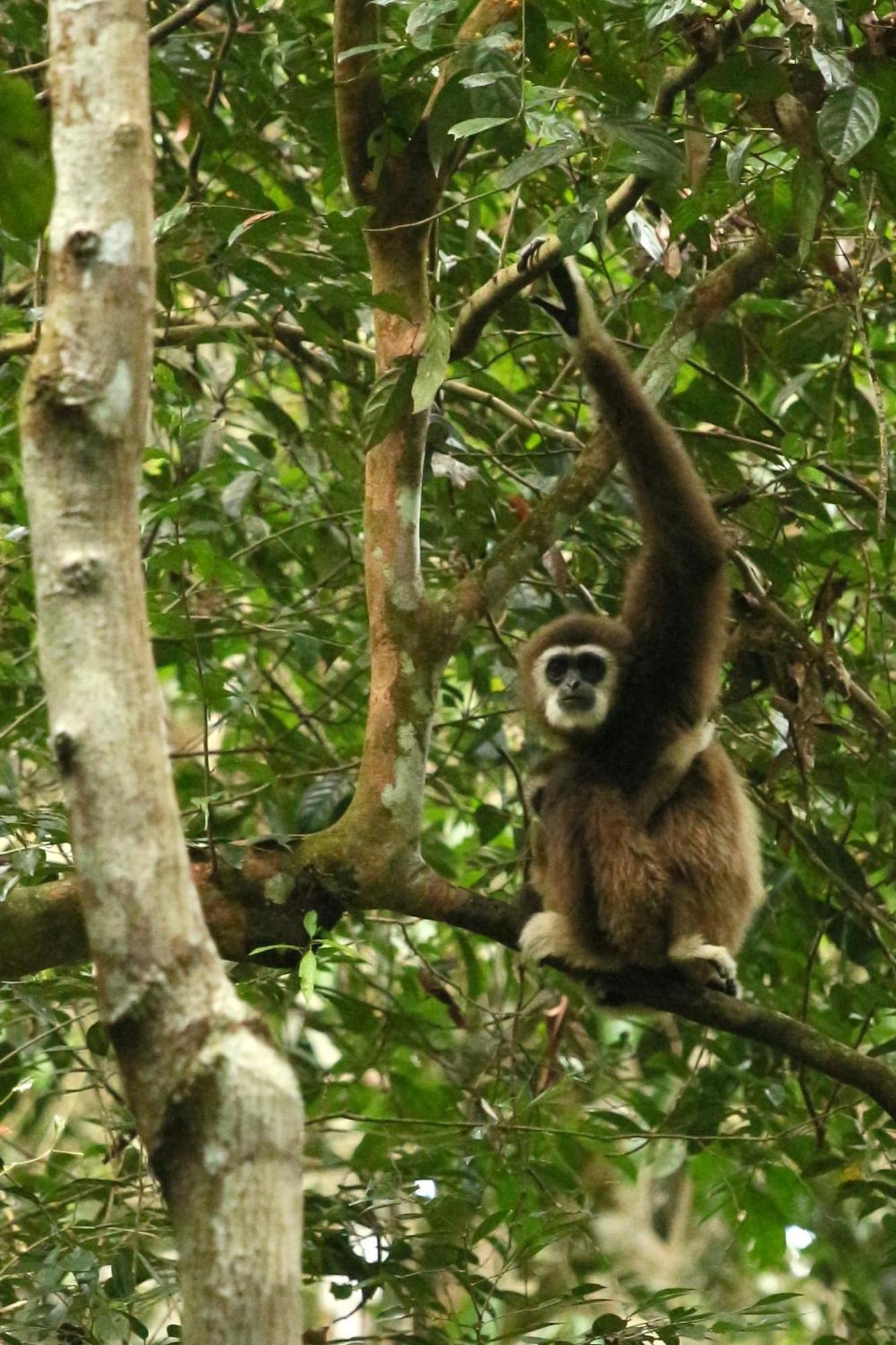 Magpie Homestay & Jungle Trekking Only For Guest Trekking With Us Bukit Lawang Exterior foto