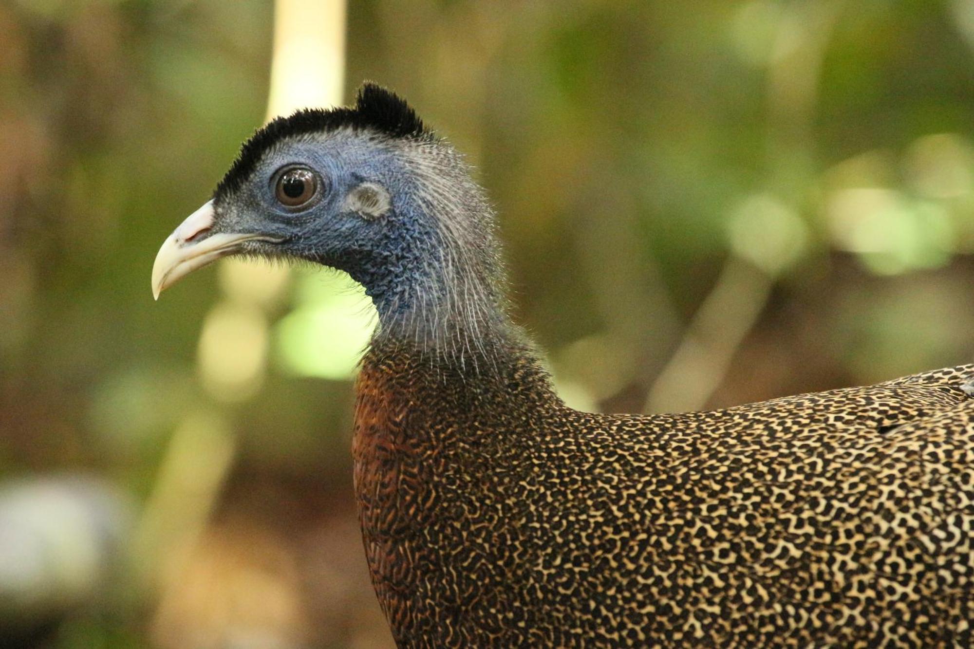 Magpie Homestay & Jungle Trekking Only For Guest Trekking With Us Bukit Lawang Exterior foto
