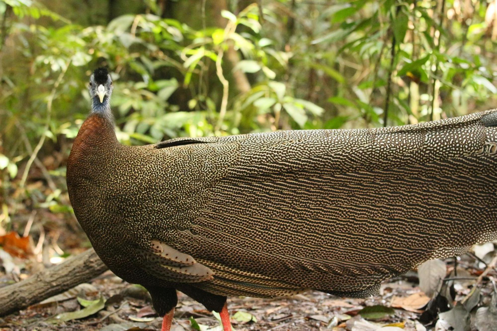 Magpie Homestay & Jungle Trekking Only For Guest Trekking With Us Bukit Lawang Exterior foto