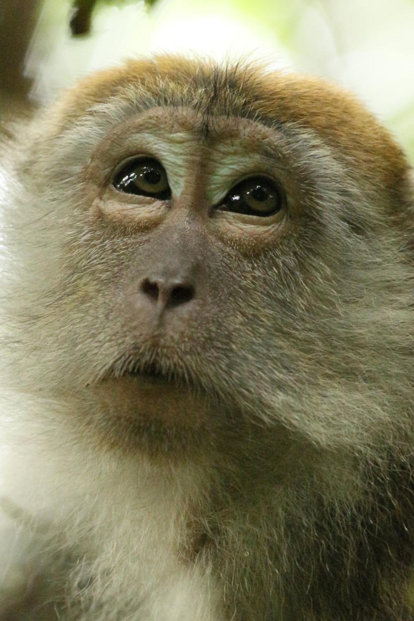 Magpie Homestay & Jungle Trekking Only For Guest Trekking With Us Bukit Lawang Exterior foto