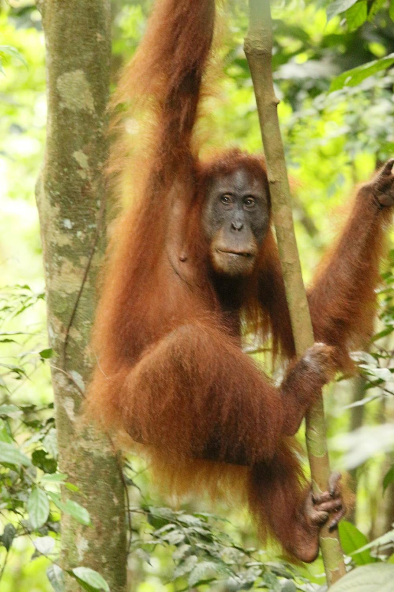 Magpie Homestay & Jungle Trekking Only For Guest Trekking With Us Bukit Lawang Exterior foto